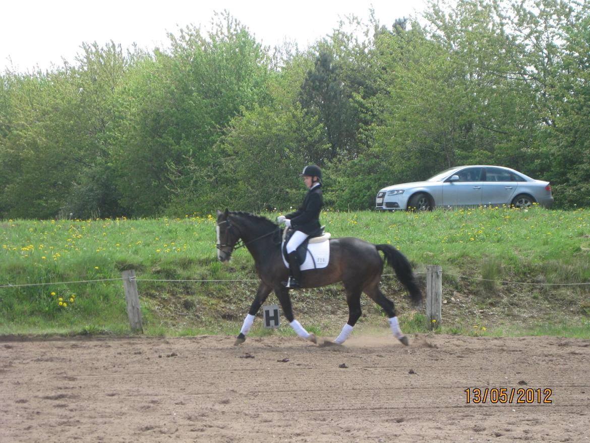 Hollandsk Sportspony Maggie [Himmelhest] - En af mine første stævner. Maggie var rigtig god:-) billede 11