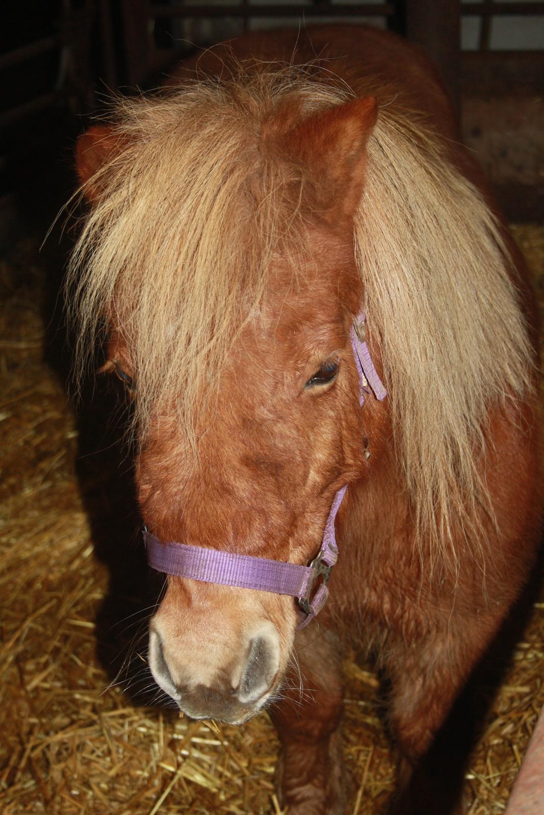 Shetlænder Lille Stjerne billede 1