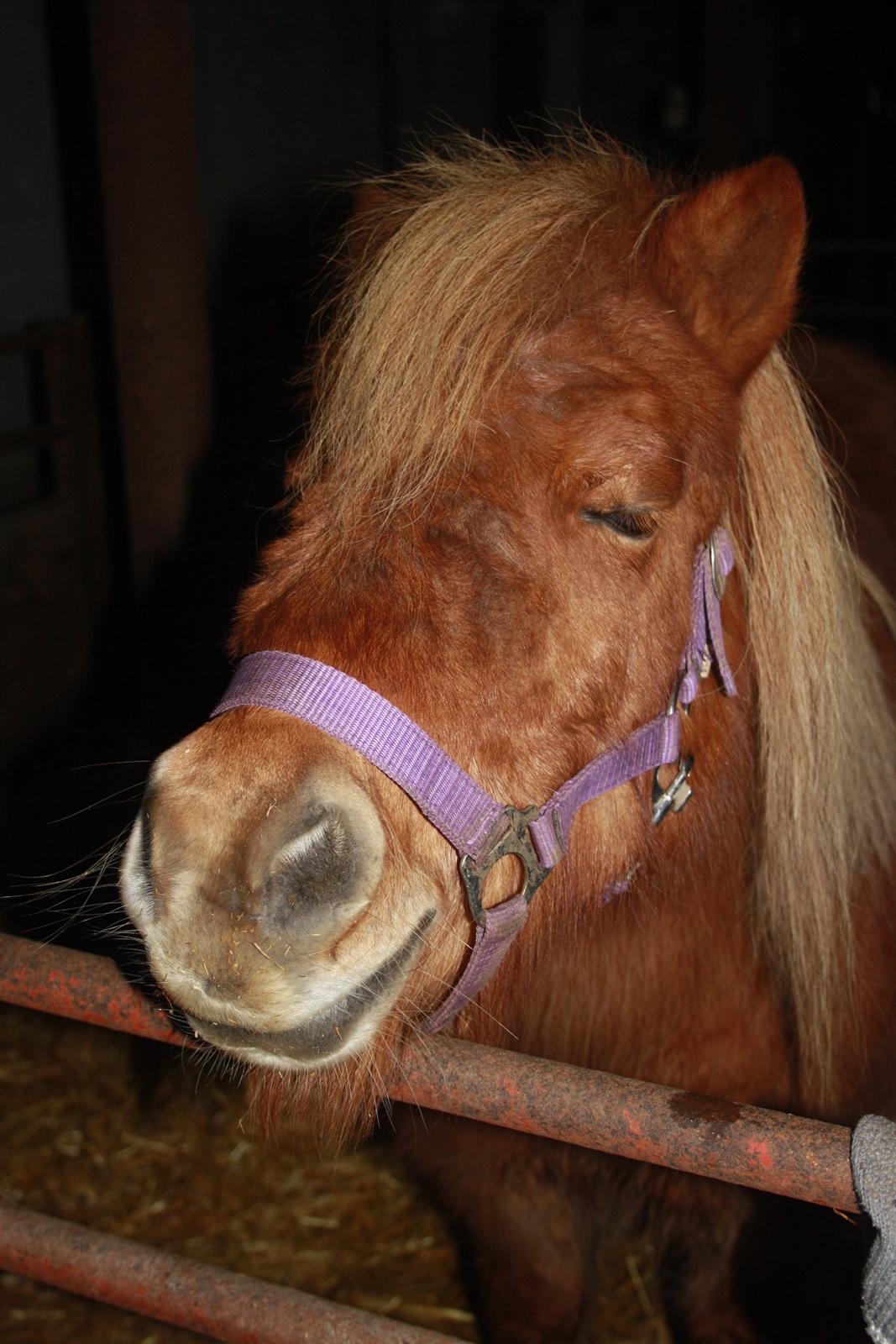 Shetlænder Lille Stjerne billede 2