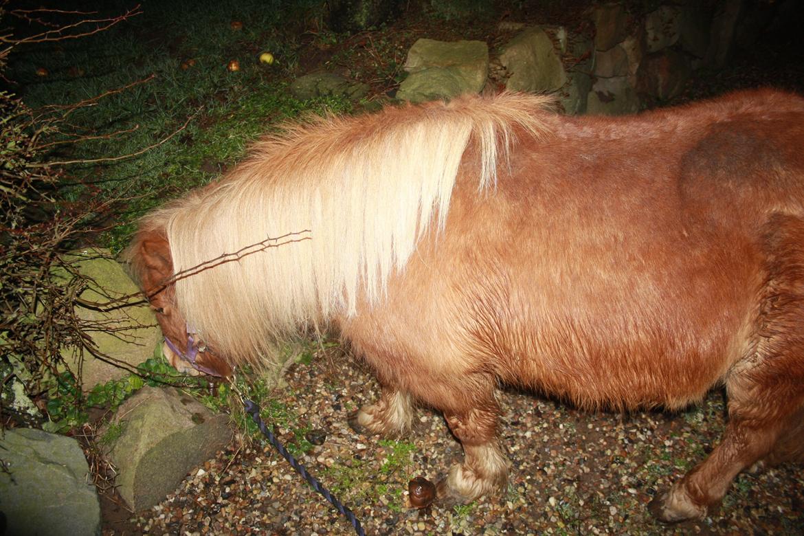 Shetlænder Lille Stjerne billede 3