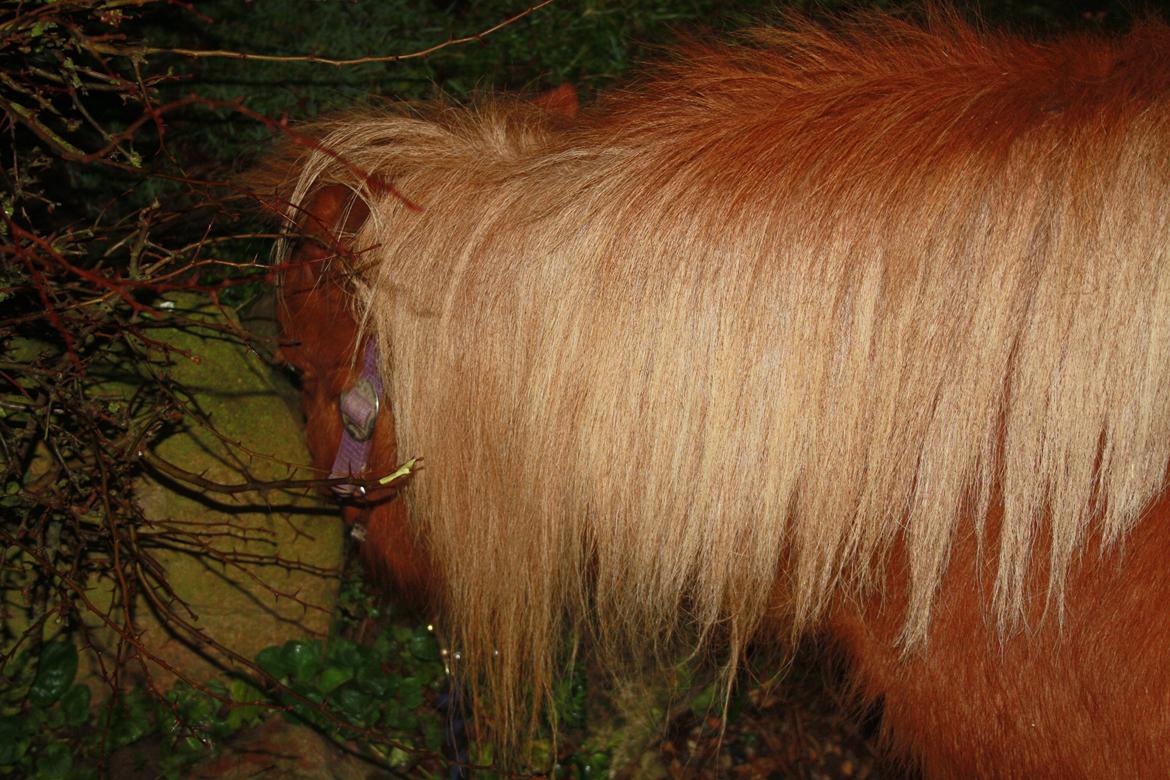 Shetlænder Lille Stjerne billede 4
