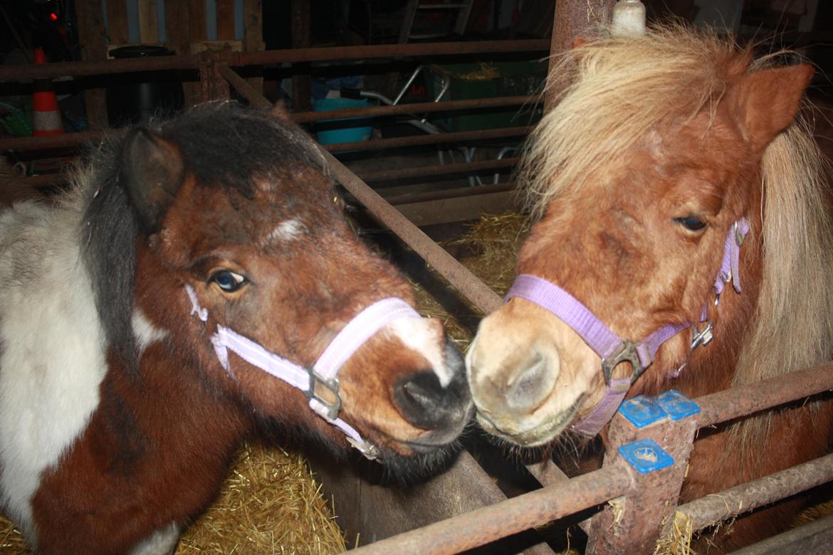 Shetlænder Lille Stjerne billede 5