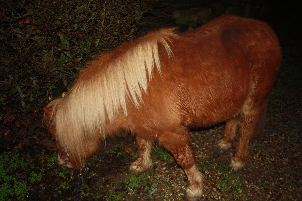 Shetlænder Lille Stjerne billede 6