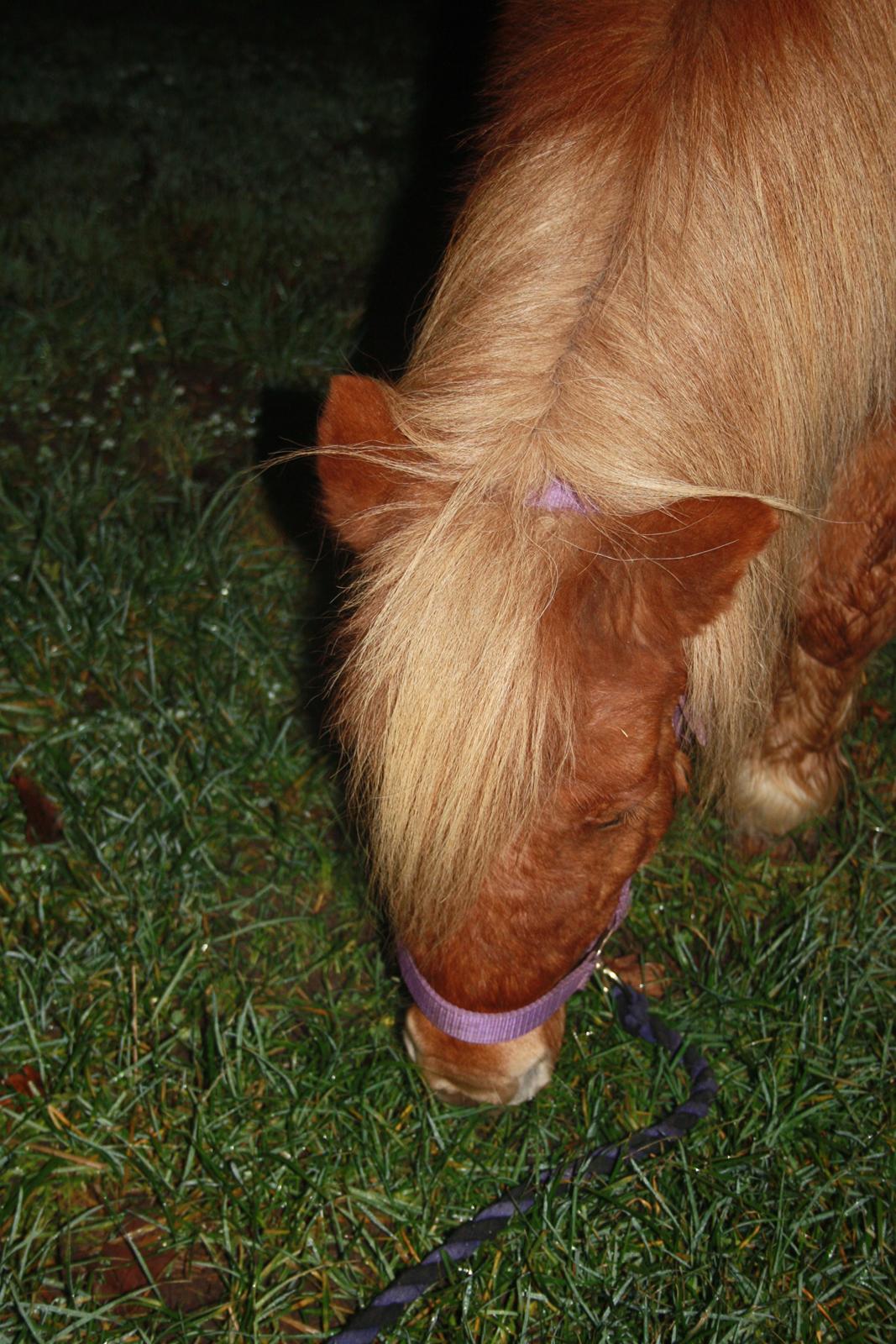 Shetlænder Lille Stjerne billede 7