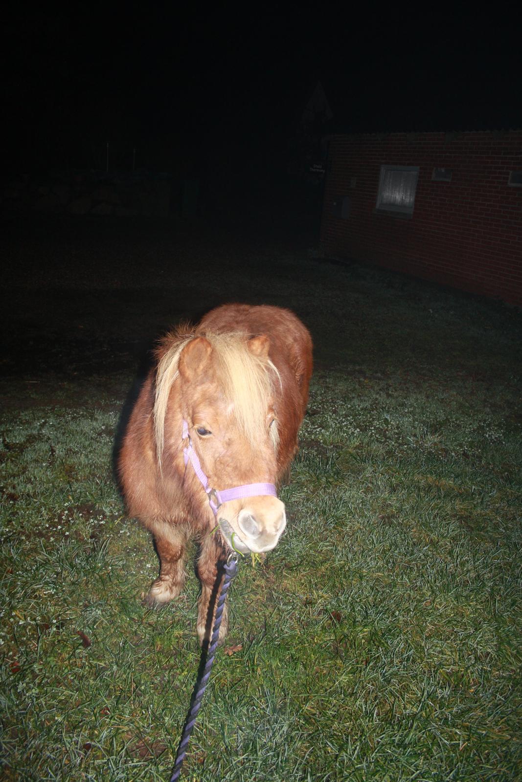 Shetlænder Lille Stjerne billede 8