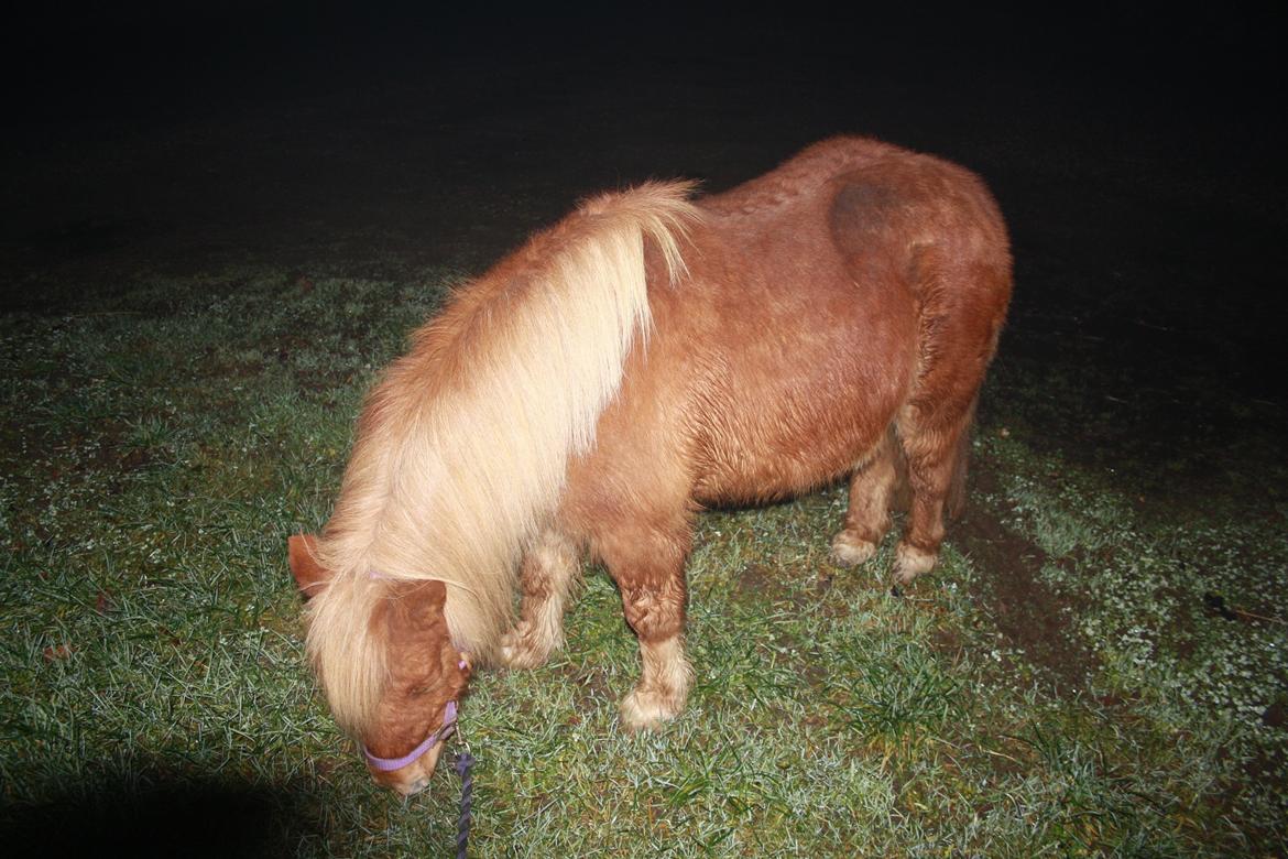 Shetlænder Lille Stjerne billede 9