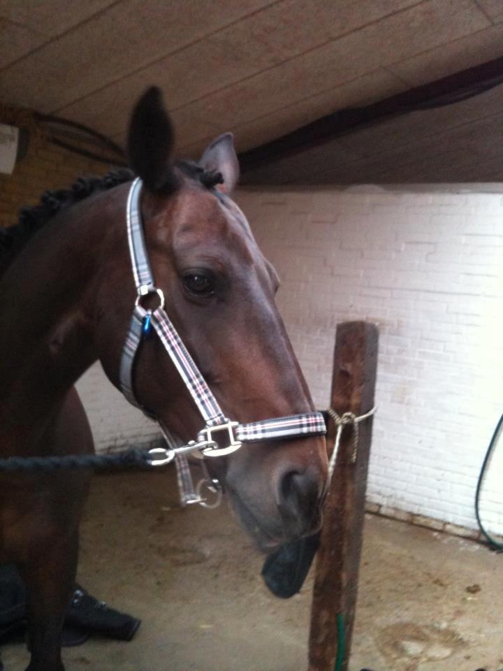 Anden særlig race Zeus (solgt) - Zeus får lige et æble. billede 10