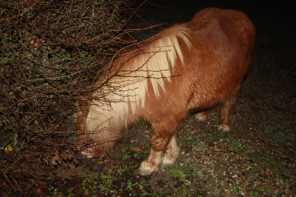 Shetlænder Lille Stjerne billede 10