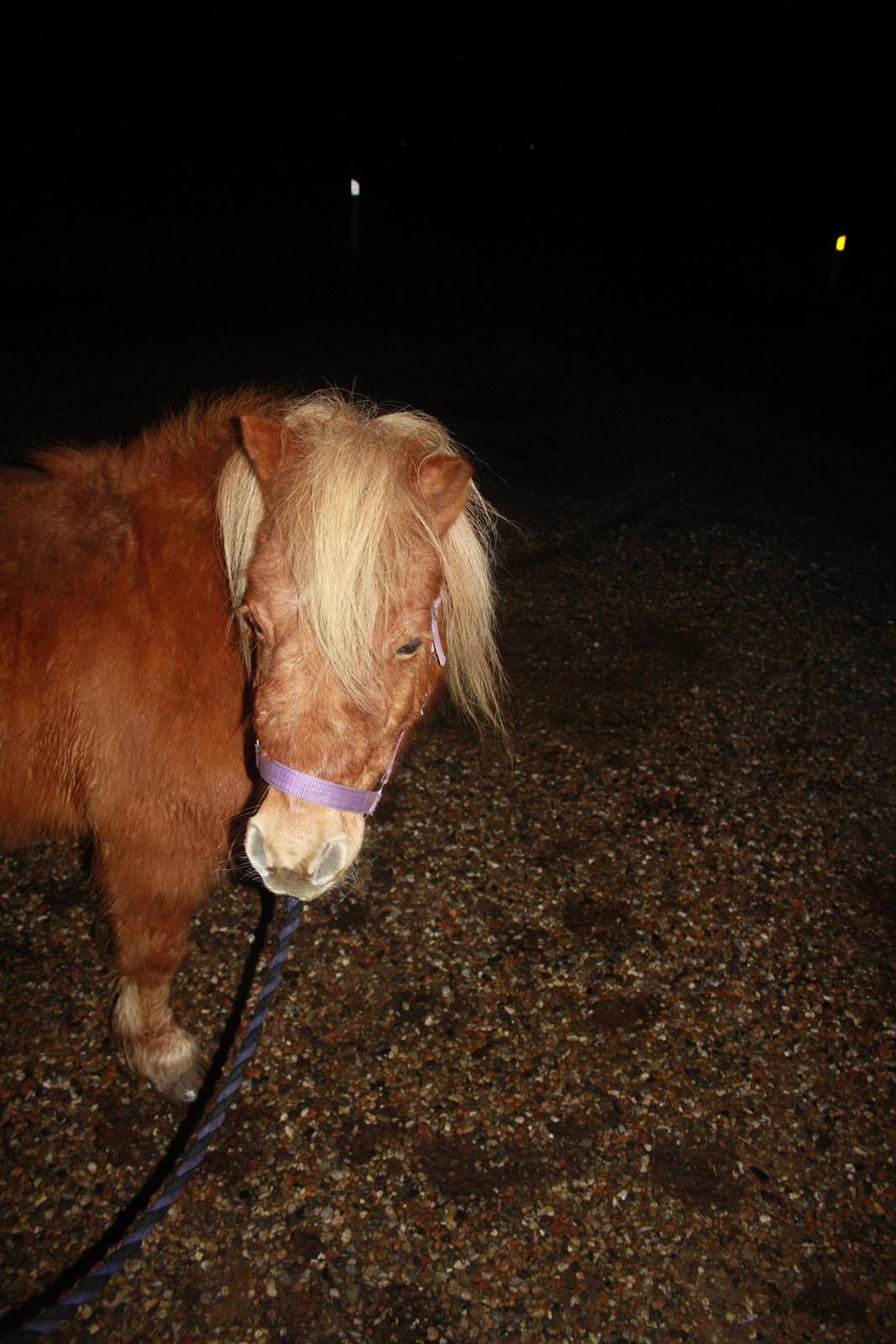 Shetlænder Lille Stjerne billede 11