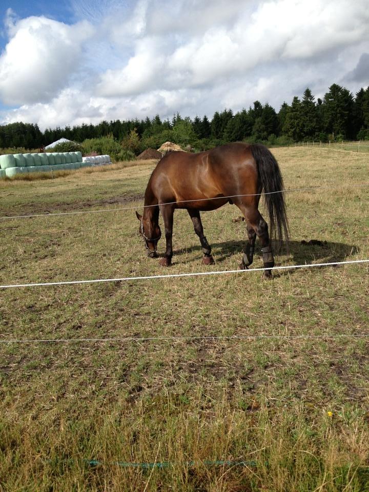 Anden særlig race Zeus (solgt) - Zeus på sommergræs i juni<3 billede 5