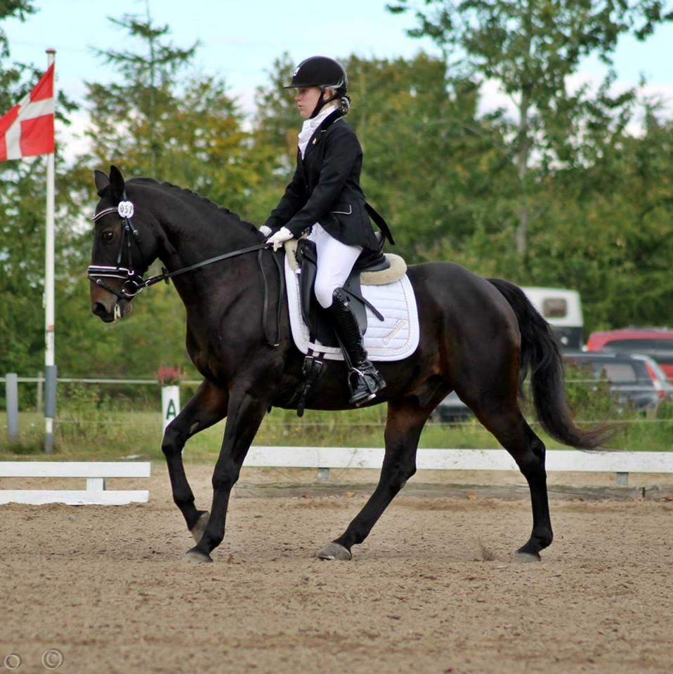 Anden særlig race Zeus (solgt) - Zeus og Camilla til mesterskabet<3 billede 2