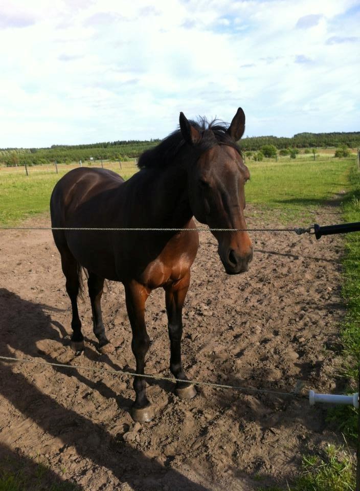 Anden særlig race Zeus (solgt) - Zeus nyder sommeren 2013<3 billede 3