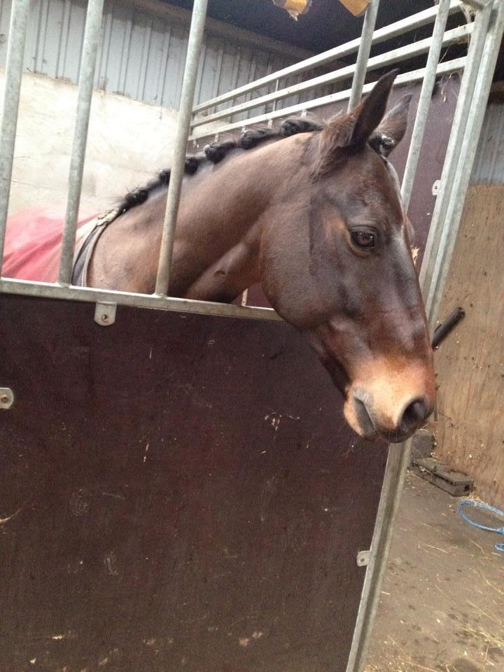 Anden særlig race Zeus (solgt) - Så han klar til skive rideklub<3 billede 8