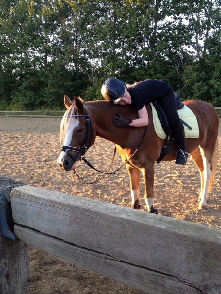 Welsh Pony (sec B) Den deel´s Romeo Savnet - Jeg elsker dig!<3 billede 5