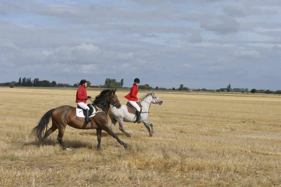 Anden særlig race India billede 27