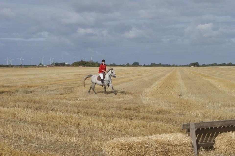 Anden særlig race India billede 28