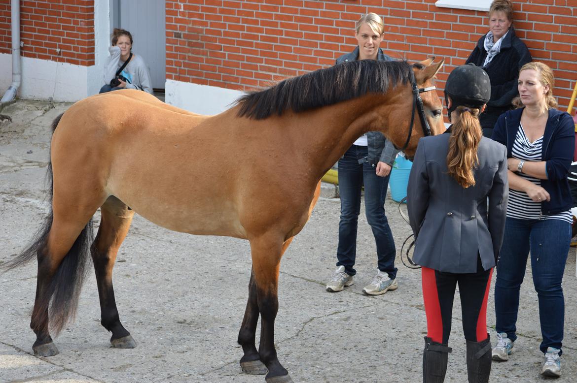 Anden særlig race Armani - så skulle man bedømmes billede 2