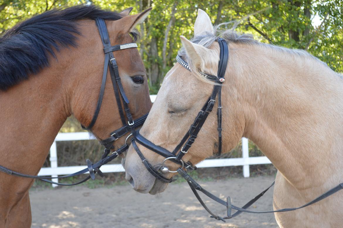 Anden særlig race Armani - selv heste har bedste venner! billede 4