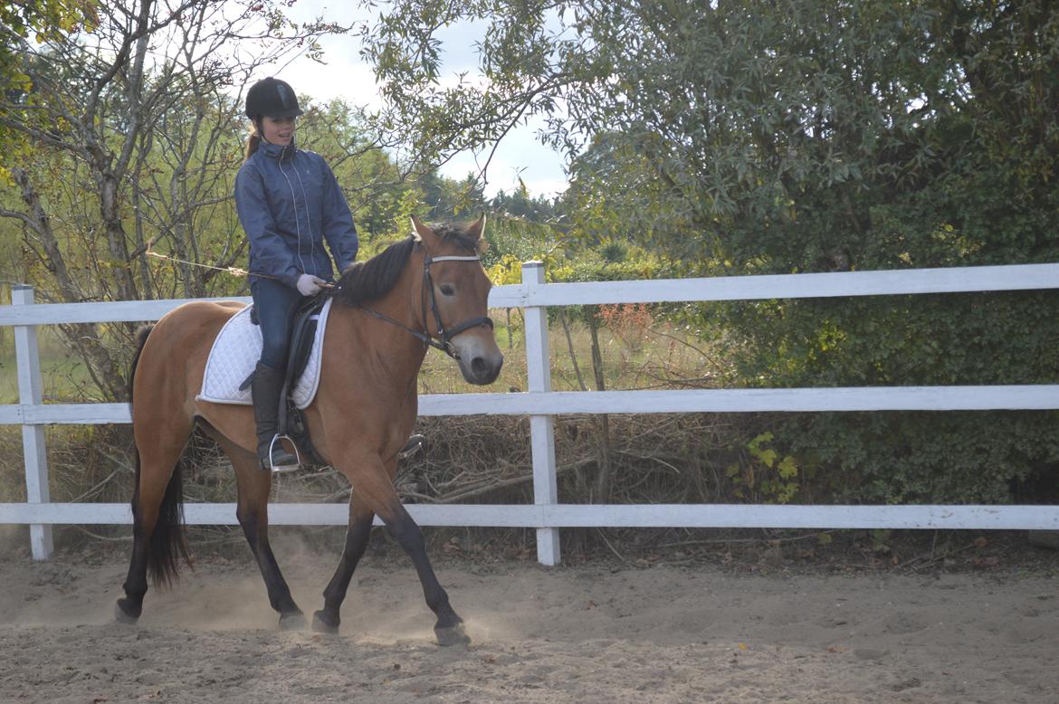 Anden særlig race Armani billede 5