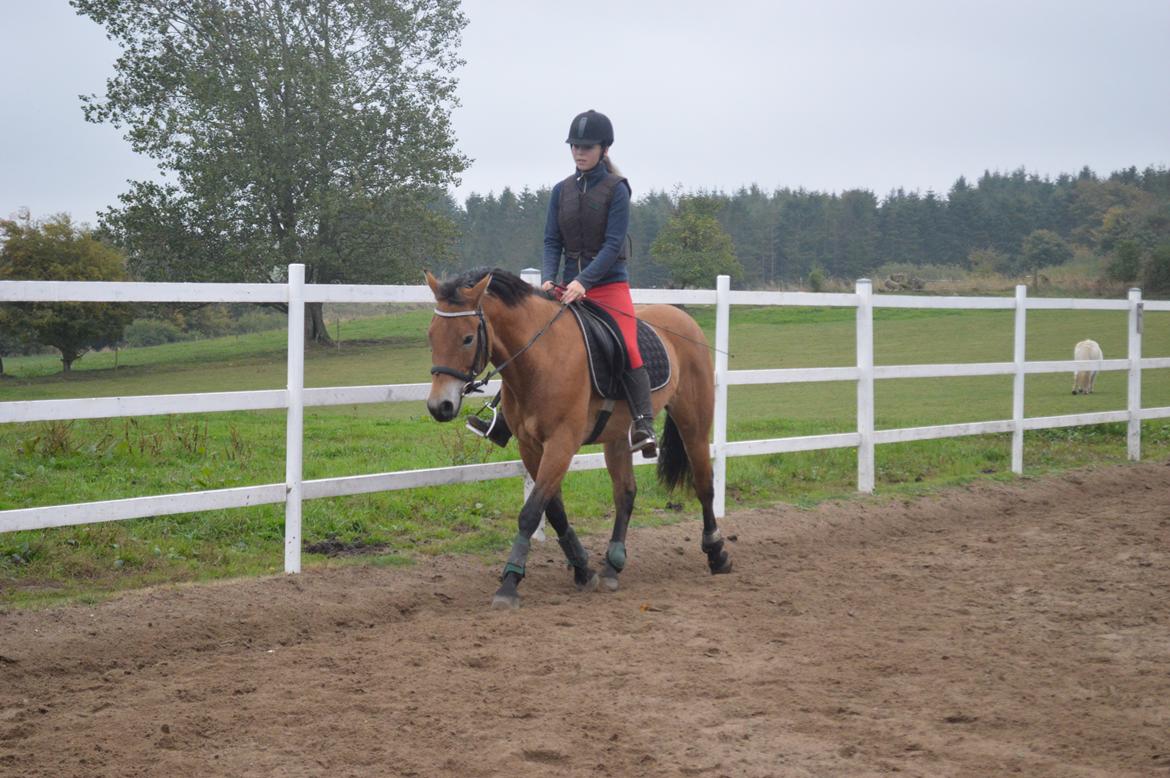 Anden særlig race Armani billede 6