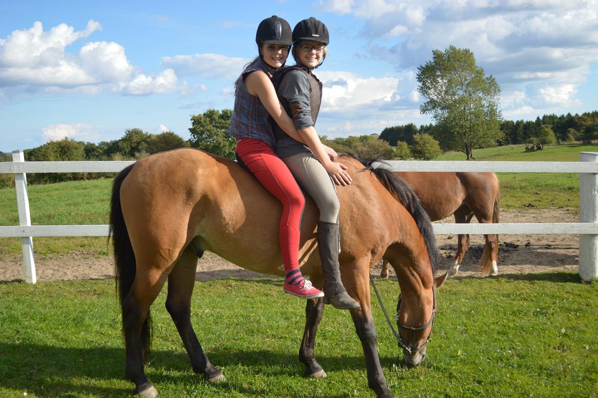 Anden særlig race Armani billede 7