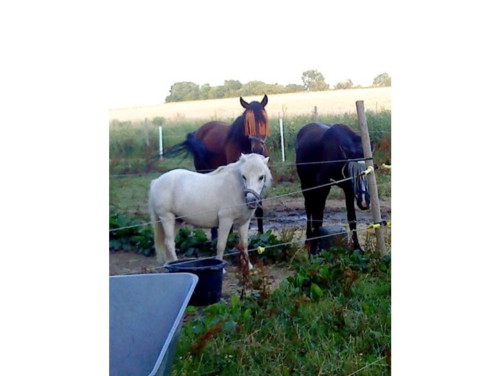 {{currentPhoto.altText}} billede {{currentPhoto.number}}