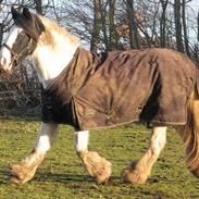 Irish Cob Sharron v/d Gadedijk