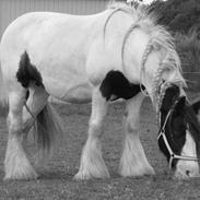 Irish Cob Sharron v/d Gadedijk