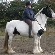 Irish Cob Sharron v/d Gadedijk