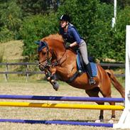 Anden særlig race Red Ready Balou