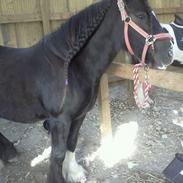 Irish Cob Musti <3