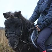 Shetlænder Lundennæsgårds Monarch