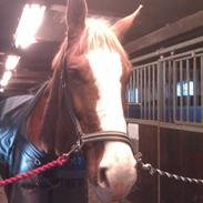 Dansk Varmblod De Gaulle [Himmel hest]