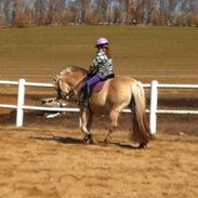 Fjordhest Kastanjelystens Tootsie