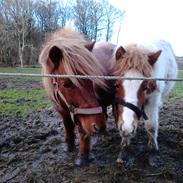 Shetlænder Michild af Hola