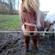 Shetlænder Michild af Hola