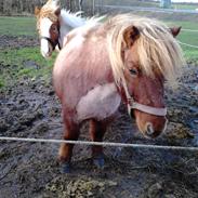 Shetlænder Michild af Hola