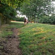 Islænder Bylting frá Hala