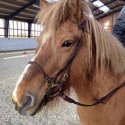 Islænder Bylting frá Hala