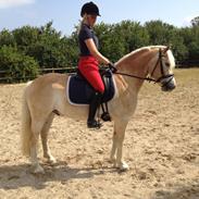 Haflinger All Star