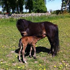 Anden særlig race Lady