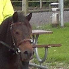 Anden særlig race Lady