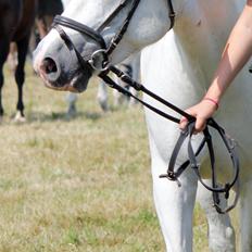 Tysk Sportspony Harry