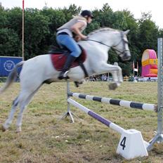 Tysk Sportspony Harry