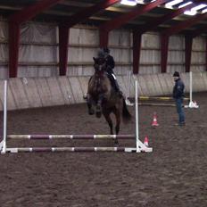 Dansk Varmblod Stengårds Laktose