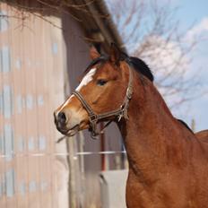 Welsh Pony (sec B) Kalle