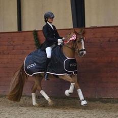 Anden særlig race Charlie A-PONY solgt