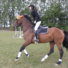 Dansk Varmblod Reynaldo *Stjernehesten* *På genoptræning*