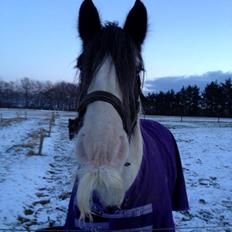 Irish Cob Sharron v/d Gadedijk