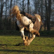Irish Cob Sharron v/d Gadedijk